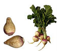 wl_purpletopturnip.jpg